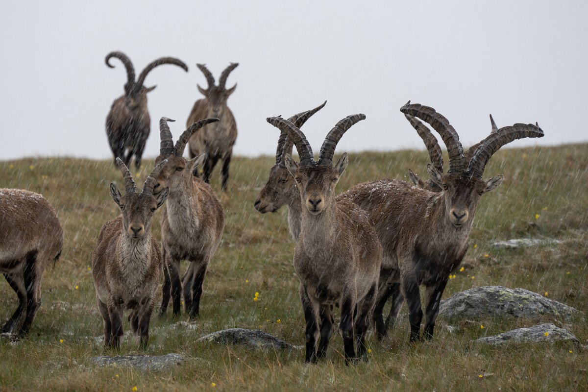 DPPhotography - Extremadura - Iberian ibex - D.jpg - Iberian ibex, Capra pyrenaica victoriae - Plataforma de Gredos, Castilla y León