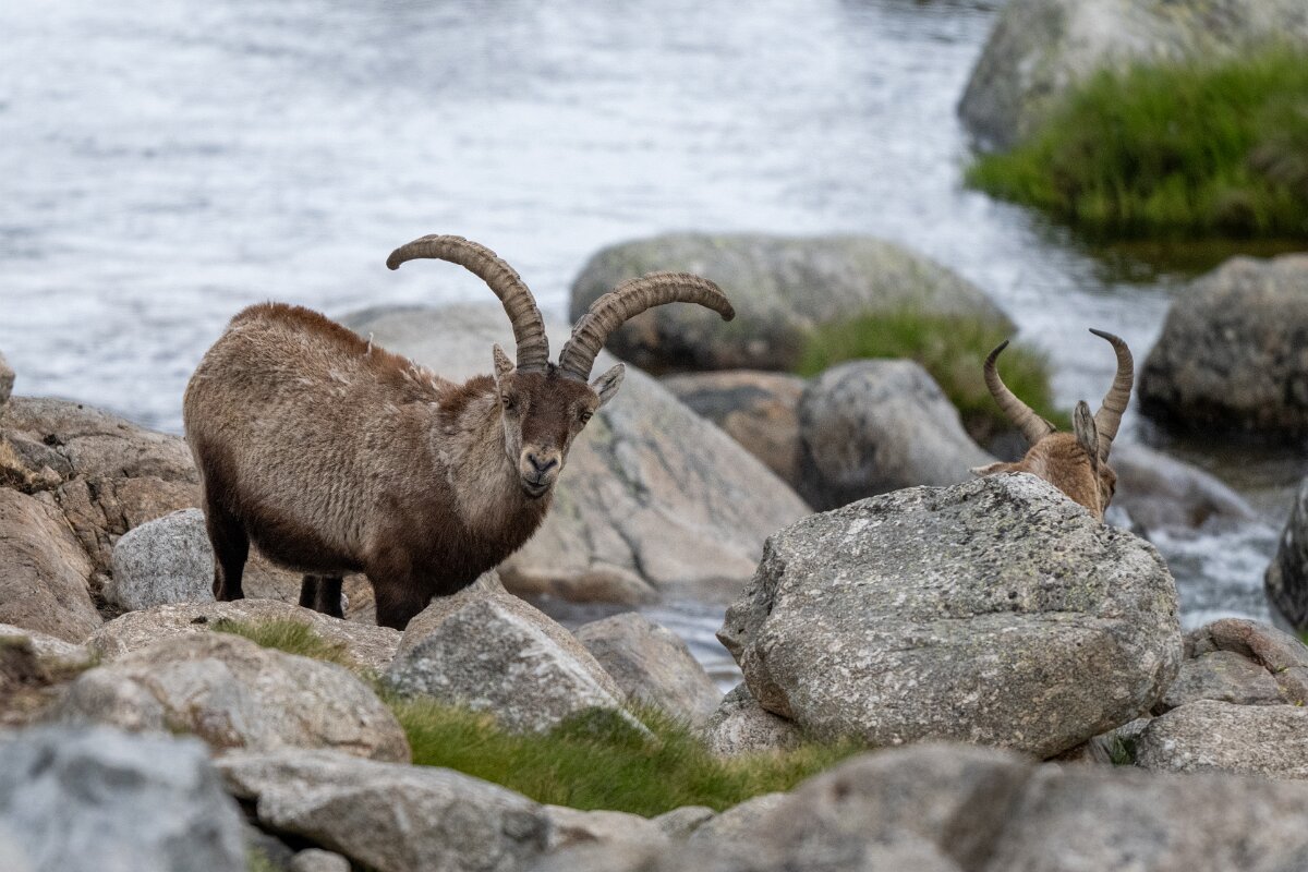 DPPhotography - Extremadura - Iberian ibex - E.jpg - Iberian ibex, Capra pyrenaica victoriae - Plataforma de Gredos, Castilla y León