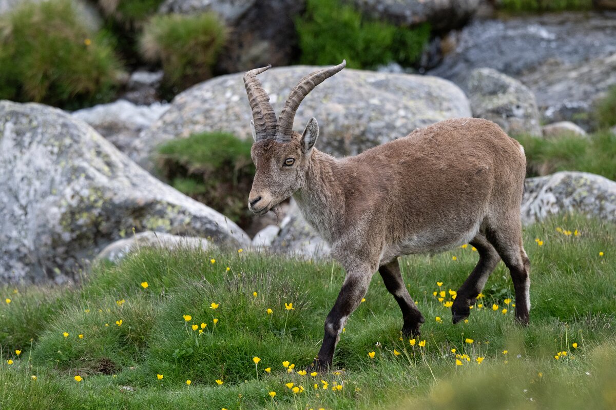 DPPhotography - Extremadura - Iberian ibex - M.jpg - Iberian ibex, Capra pyrenaica victoriae - Plataforma de Gredos, Castilla y León
