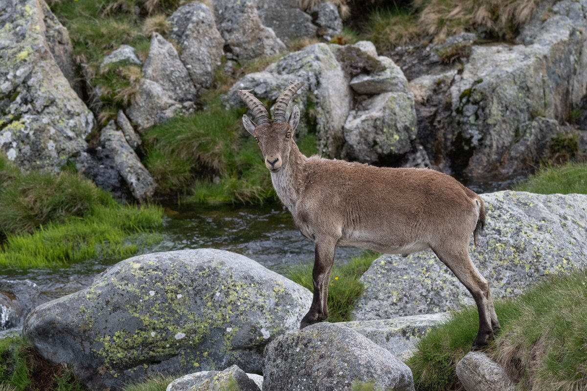 DPPhotography - Extremadura - Iberian ibex - O.jpg - Iberian ibex, Capra pyrenaica victoriae - Plataforma de Gredos, Castilla y León