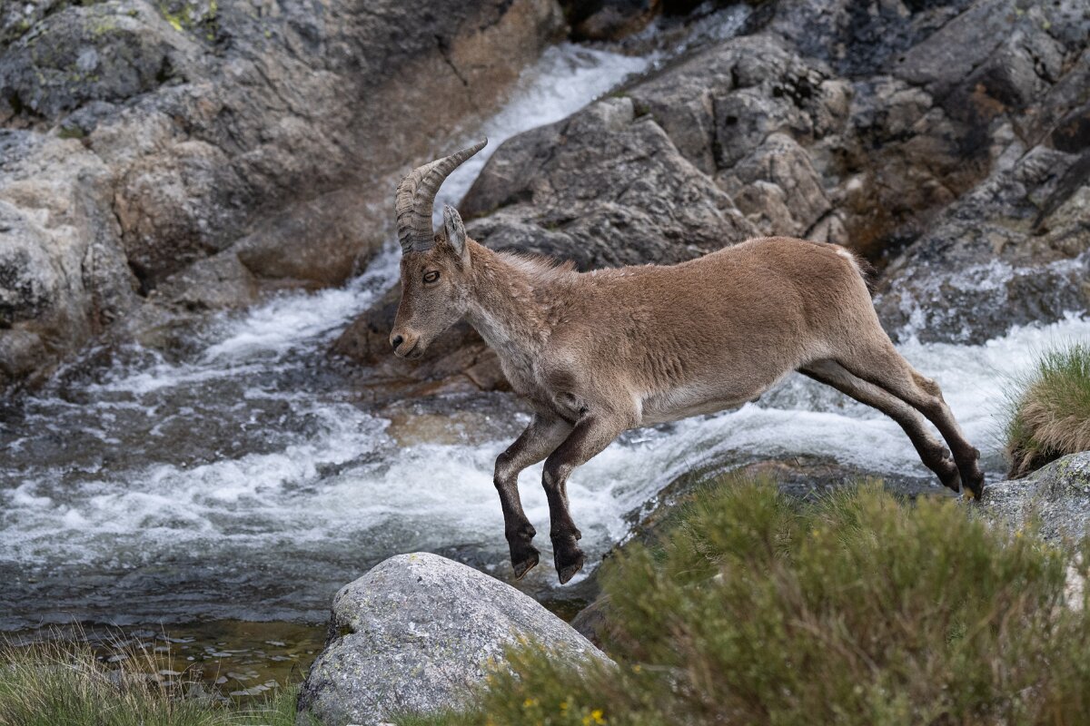 DPPhotography - Extremadura - Iberian ibex - Q.jpg - Iberian ibex, Capra pyrenaica victoriae - Plataforma de Gredos, Castilla y León