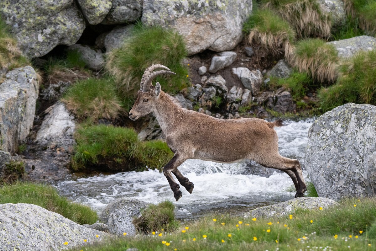 DPPhotography - Extremadura - Iberian ibex - R.jpg - Iberian ibex, Capra pyrenaica victoriae - Plataforma de Gredos, Castilla y León