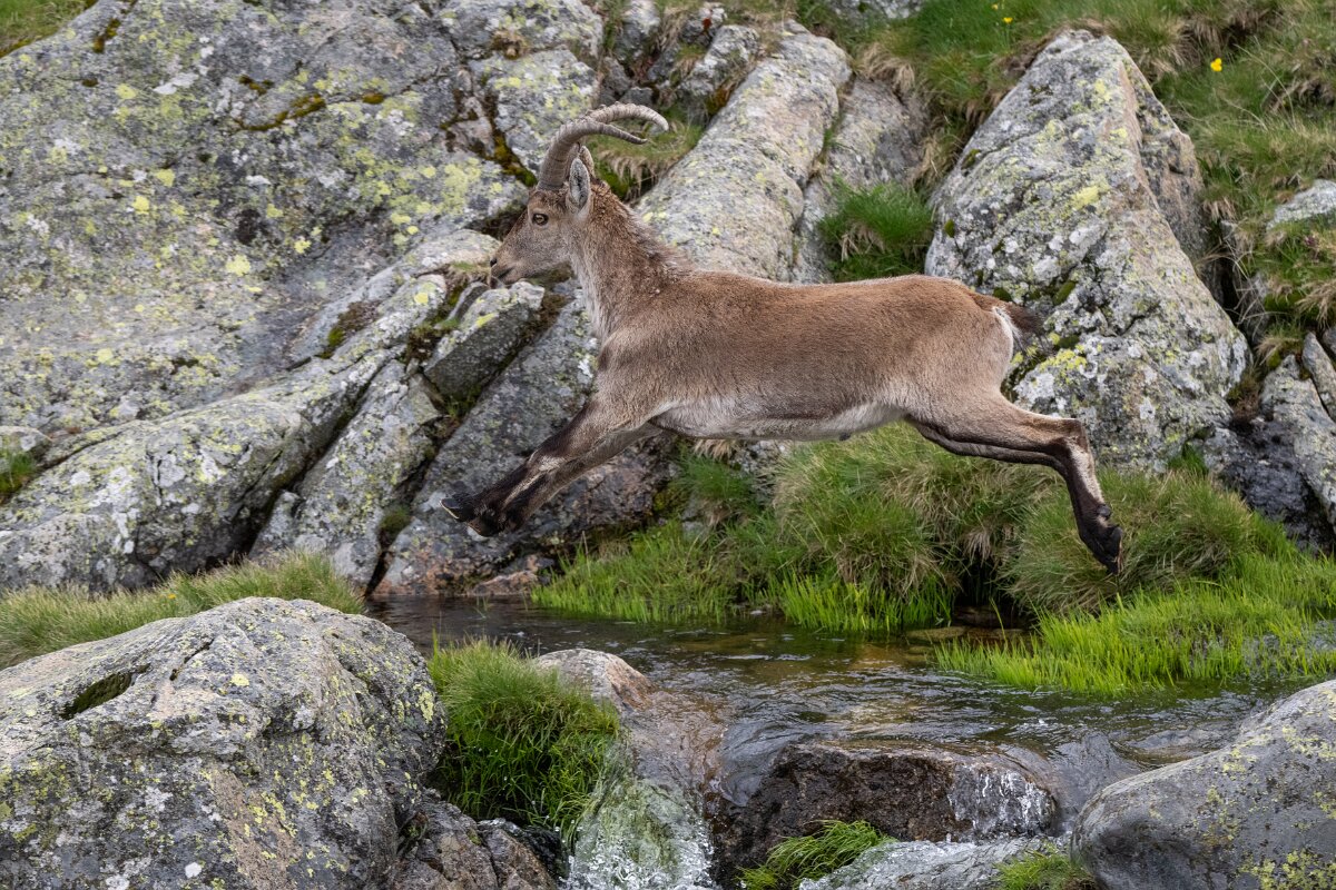 DPPhotography - Extremadura - Iberian ibex - T.jpg - Iberian ibex, Capra pyrenaica victoriae - Plataforma de Gredos, Castilla y León