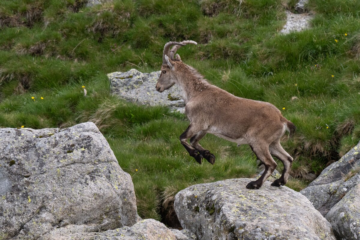 DPPhotography - Extremadura - Iberian ibex - U.jpg - Iberian ibex, Capra pyrenaica victoriae - Plataforma de Gredos, Castilla y León