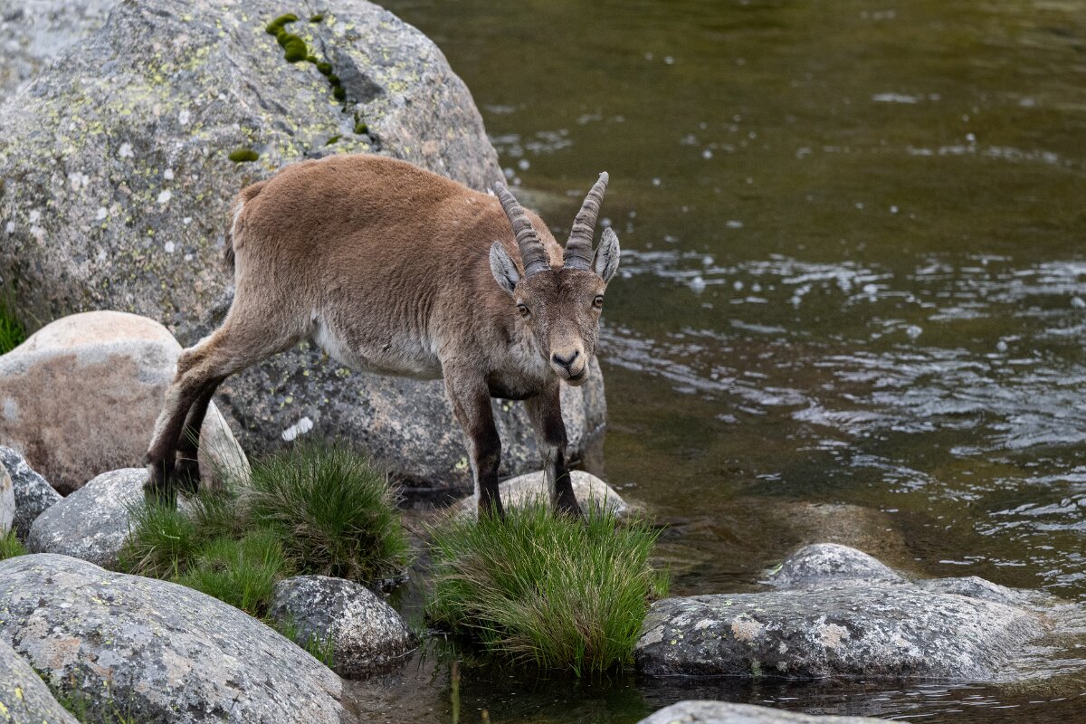 DPPhotography - Extremadura - Iberian ibex - Z.jpg - Iberian ibex, Capra pyrenaica victoriae - Plataforma de Gredos, Castilla y León