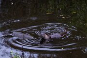 DPPhotography - Andalucia - Eurasian otter - B