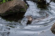 DPPhotography - Andalucia - Eurasian otter - F