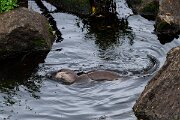 DPPhotography - Andalucia - Eurasian otter - H