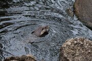DPPhotography - Andalucia - Eurasian otter - K