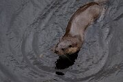DPPhotography - Andalucia - Eurasian otter - O