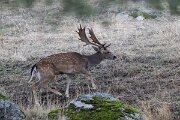 DPPhotography - Andalucia - Fallow deer - A