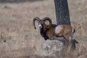 DPPhotography - Andalucia - Mouflon - A