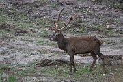 DPPhotography - Andalucia - Red deer - E