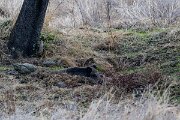 DPPhotography - Andalucia - Wild boar - A