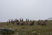DPPhotography - Extremadura - Iberian ibex - C