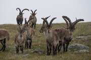 DPPhotography - Extremadura - Iberian ibex - D