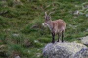 DPPhotography - Extremadura - Iberian ibex - F