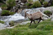 DPPhotography - Extremadura - Iberian ibex - I