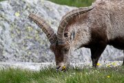 DPPhotography - Extremadura - Iberian ibex - J