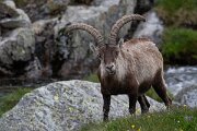 DPPhotography - Extremadura - Iberian ibex - K