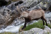 DPPhotography - Extremadura - Iberian ibex - L