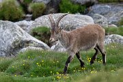 DPPhotography - Extremadura - Iberian ibex - M