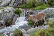 DPPhotography - Extremadura - Iberian ibex - P