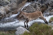 DPPhotography - Extremadura - Iberian ibex - Q