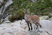 DPPhotography - Extremadura - Iberian ibex - X