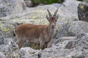 DPPhotography - Extremadura - Iberian ibex - Y