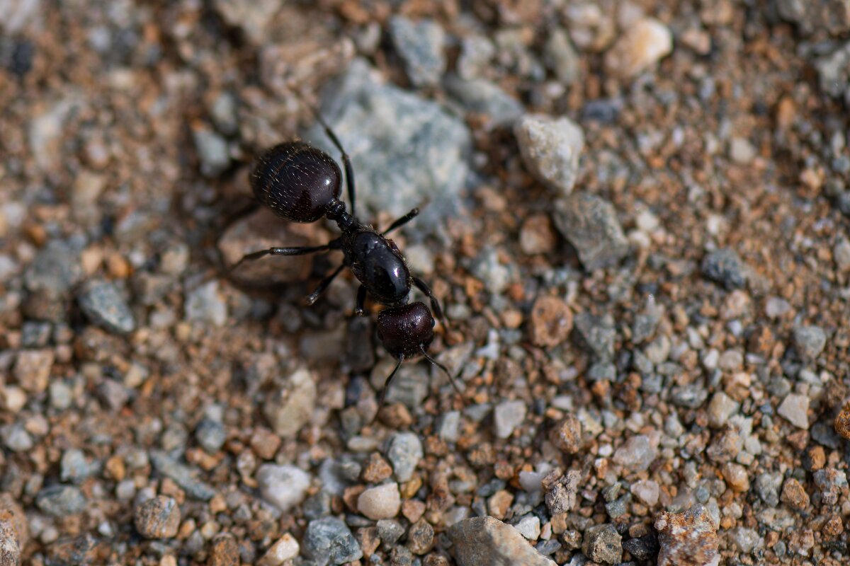 DPPhotography - Andalucia - Barbary harvester ant, Messor barbarus - A.jpg - Barbary harvester ant, Messor barbarus - Doñana National Park
