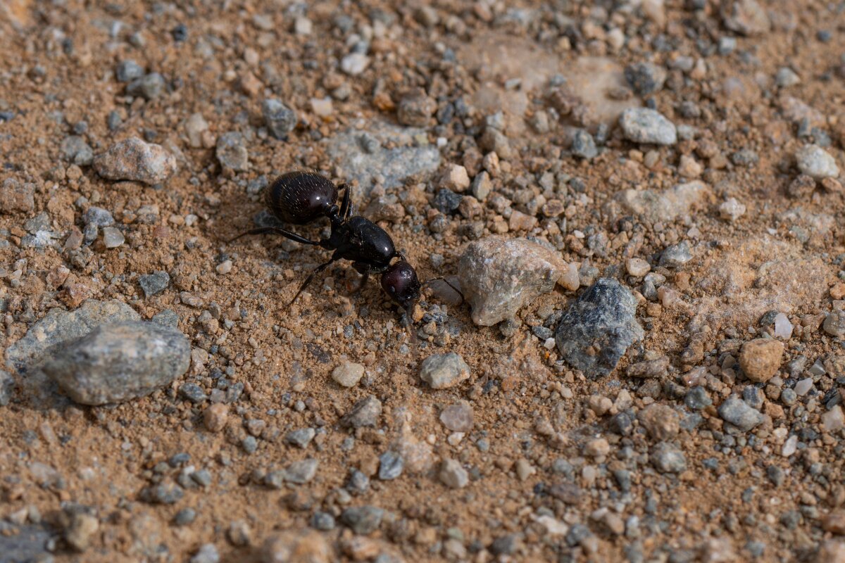 DPPhotography - Andalucia - Barbary harvester ant, Messor barbarus - C.jpg - Barbary harvester ant, Messor barbarus - Doñana National Park