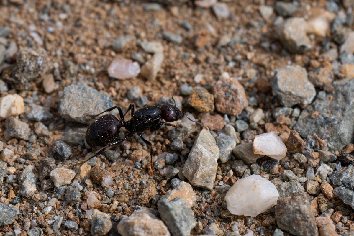 DPPhotography - Andalucia - Barbary harvester ant, Messor barbarus - F.jpg - Barbary harvester ant, Messor barbarus - Doñana National Park