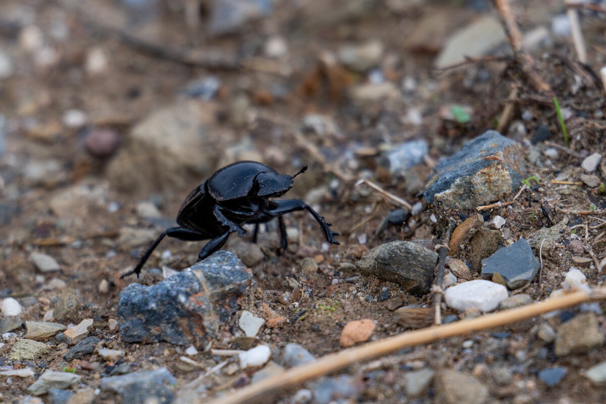 DPPhotography - Andalucia - Scarabaeus laticollis - A.jpg - Scarabaeus laticollis - Sierra de Andújar