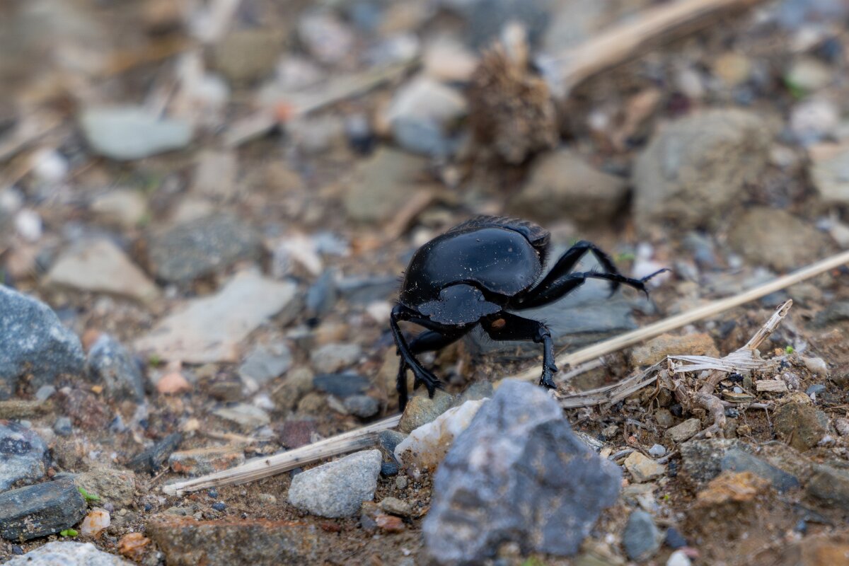DPPhotography - Andalucia - Scarabaeus laticollis - C.jpg - Scarabaeus laticollis - Sierra de Andújar