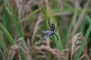 DPPhotography - Andalucia - Banded garden spider, Argiope trifasciata - A
