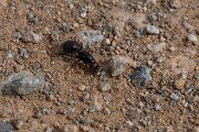 DPPhotography - Andalucia - Barbary harvester ant, Messor barbarus - C