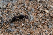 DPPhotography - Andalucia - Barbary harvester ant, Messor barbarus - E