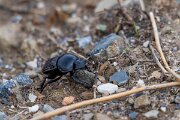 DPPhotography - Andalucia - Scarabaeus laticollis - B
