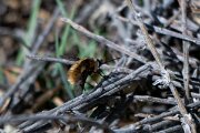 DPPhotography - Extremadura - Bombylius medius - A