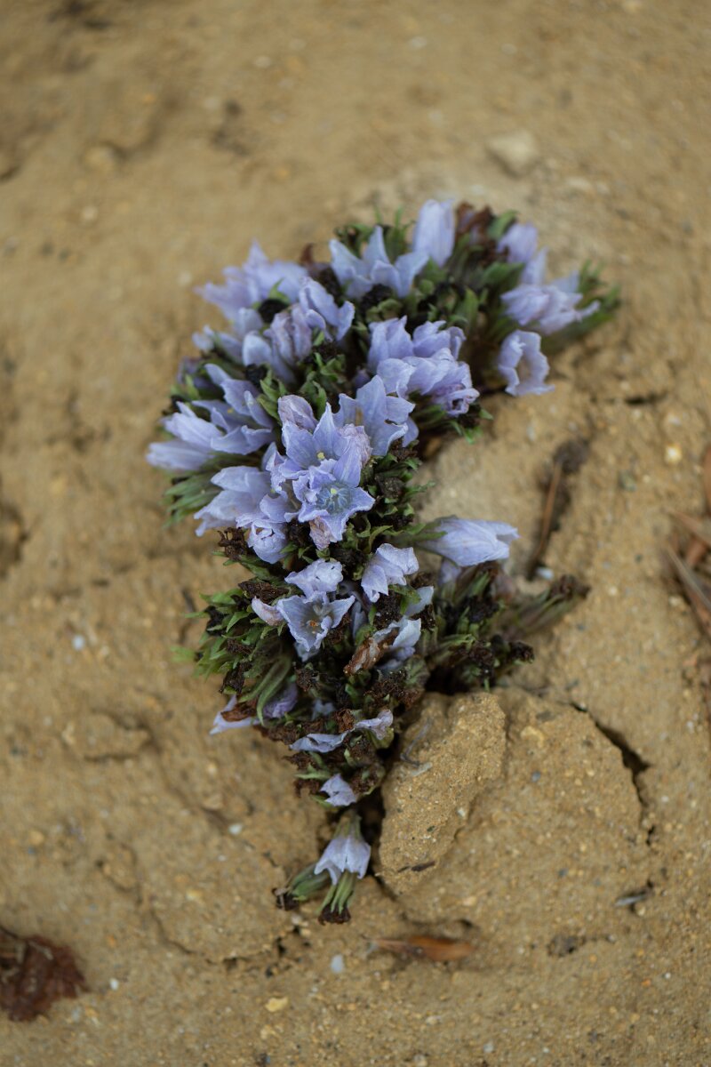 DPPhotography - Andalucia - Autumn mandrake, Mandragora autumnalis - A.jpg - Autumn mandrake, Mandragora autumnalis - Doñana National Park