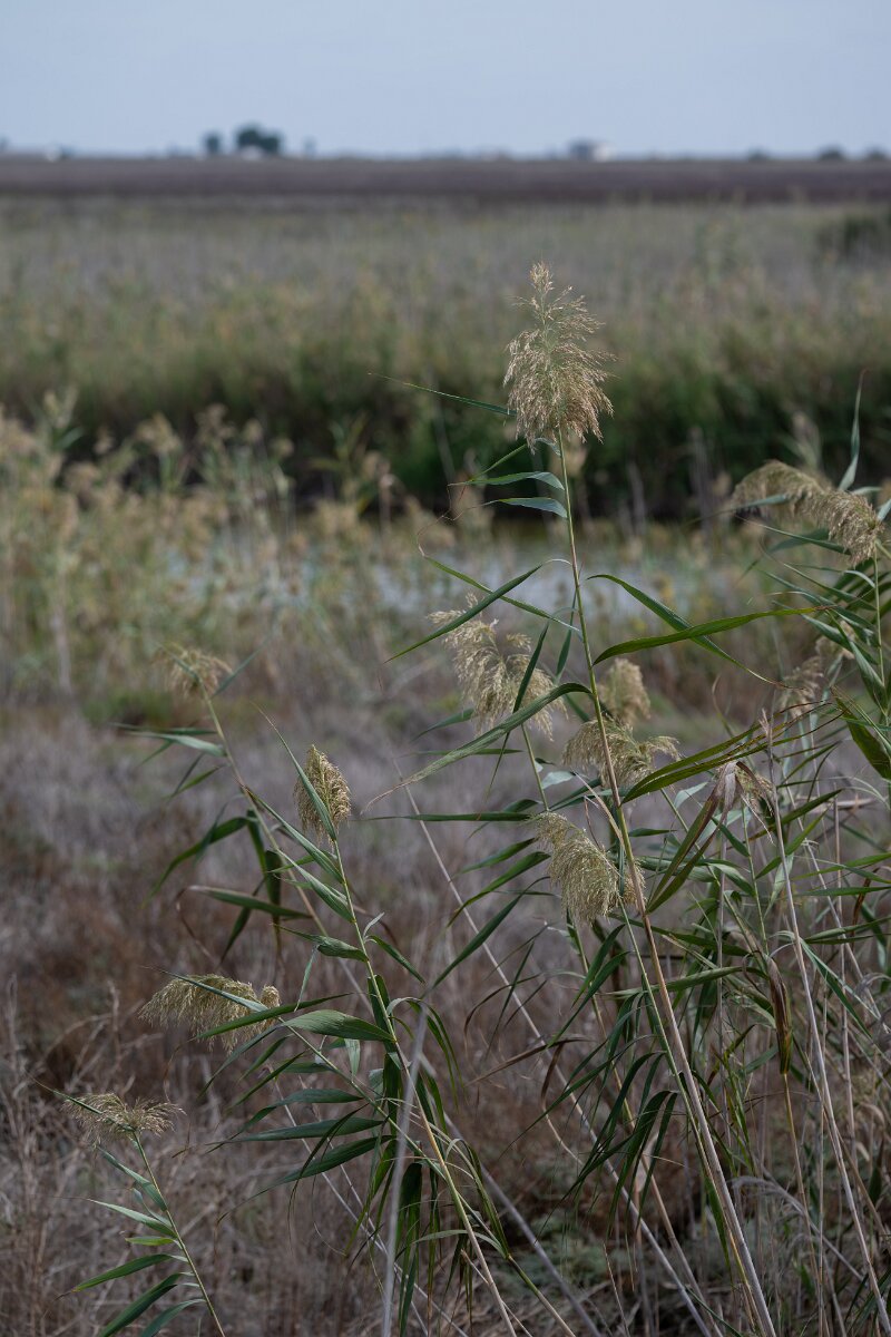 DPPhotography - Andalucia - Common reed - B.jpg - Common reed, Phragmites australis - Doñana National Park