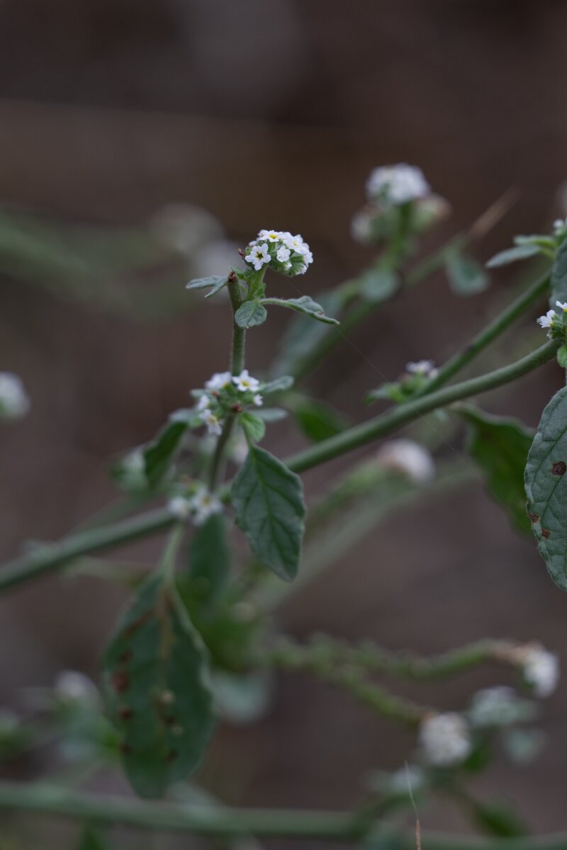 DPPhotography - Andalucia - European turnsole, Heliotropium europaeum - A.jpg - European turnsole, Heliotropium europaeum - Sierra de Andújar