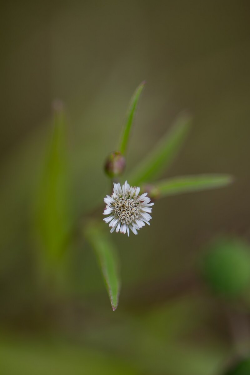 DPPhotography - Andalucia - False daisy, Eclipta prostrata - D.jpg - False daisy, Eclipta prostrata - Doñana National Park