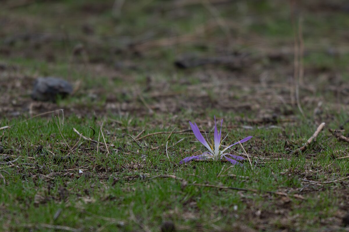 DPPhotography - Andalucia - False meadow saffron, Colchicum montanum - A.jpg - False meadow saffron, Colchicum montanum - Sierra de Andújar