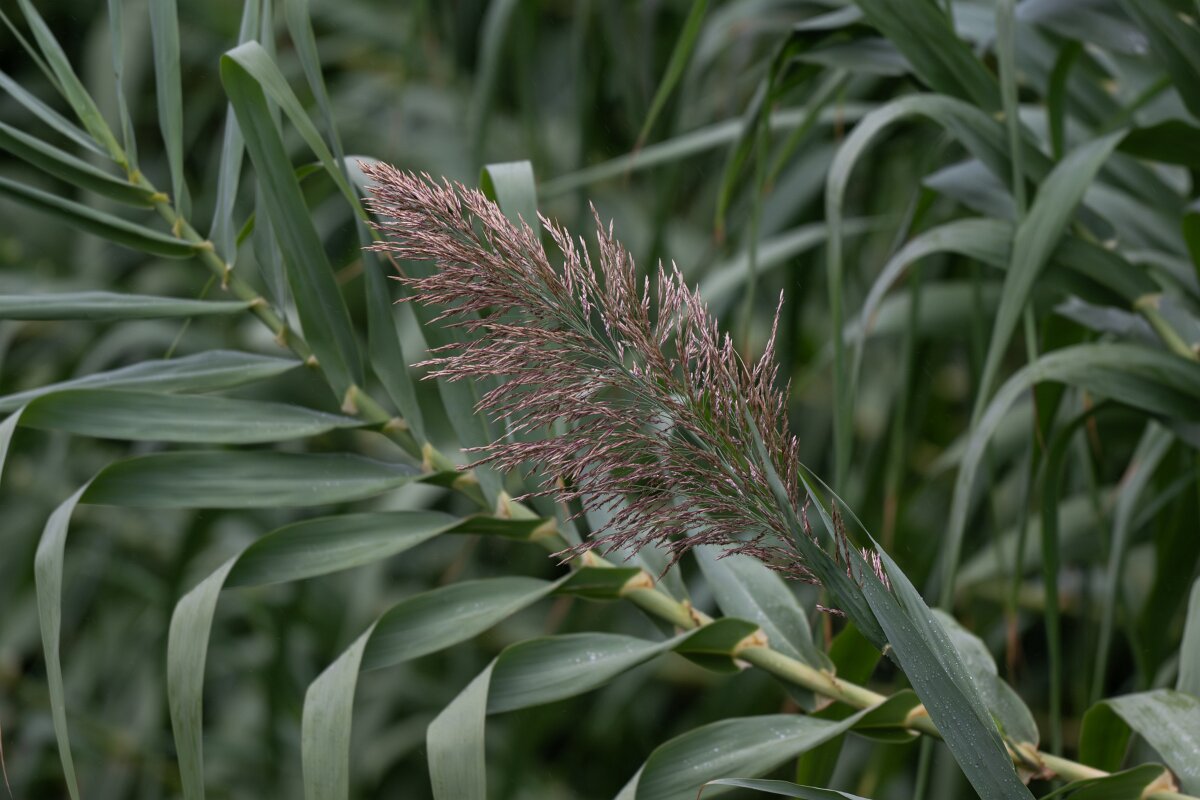 DPPhotography - Andalucia - Giant reed, Arundo donax - A.jpg - Giant reed, Arundo donax -  Doñana National Park