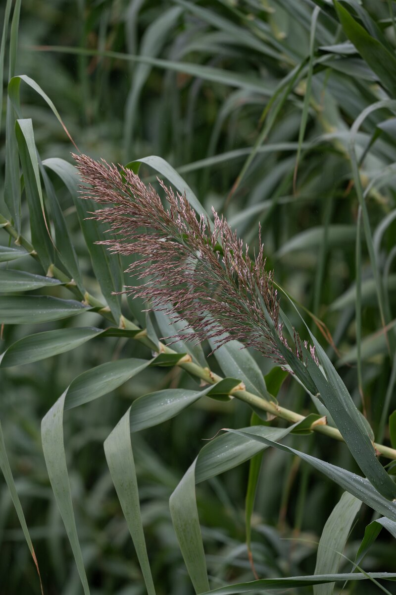 DPPhotography - Andalucia - Giant reed, Arundo donax - B.jpg - Giant reed, Arundo donax -  Doñana National Park