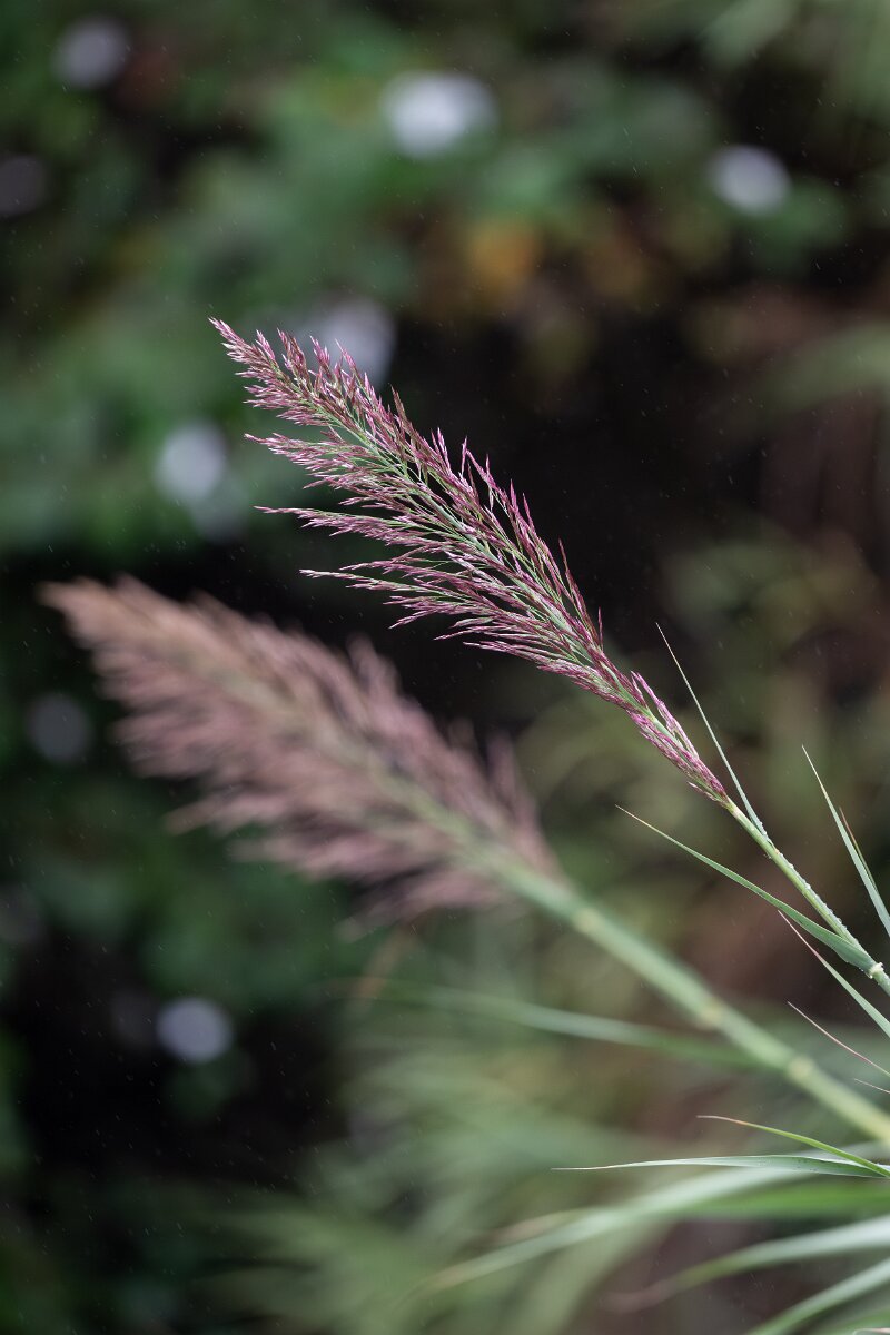 DPPhotography - Andalucia - Giant reed, Arundo donax - C.jpg - Giant reed, Arundo donax -  Doñana National Park
