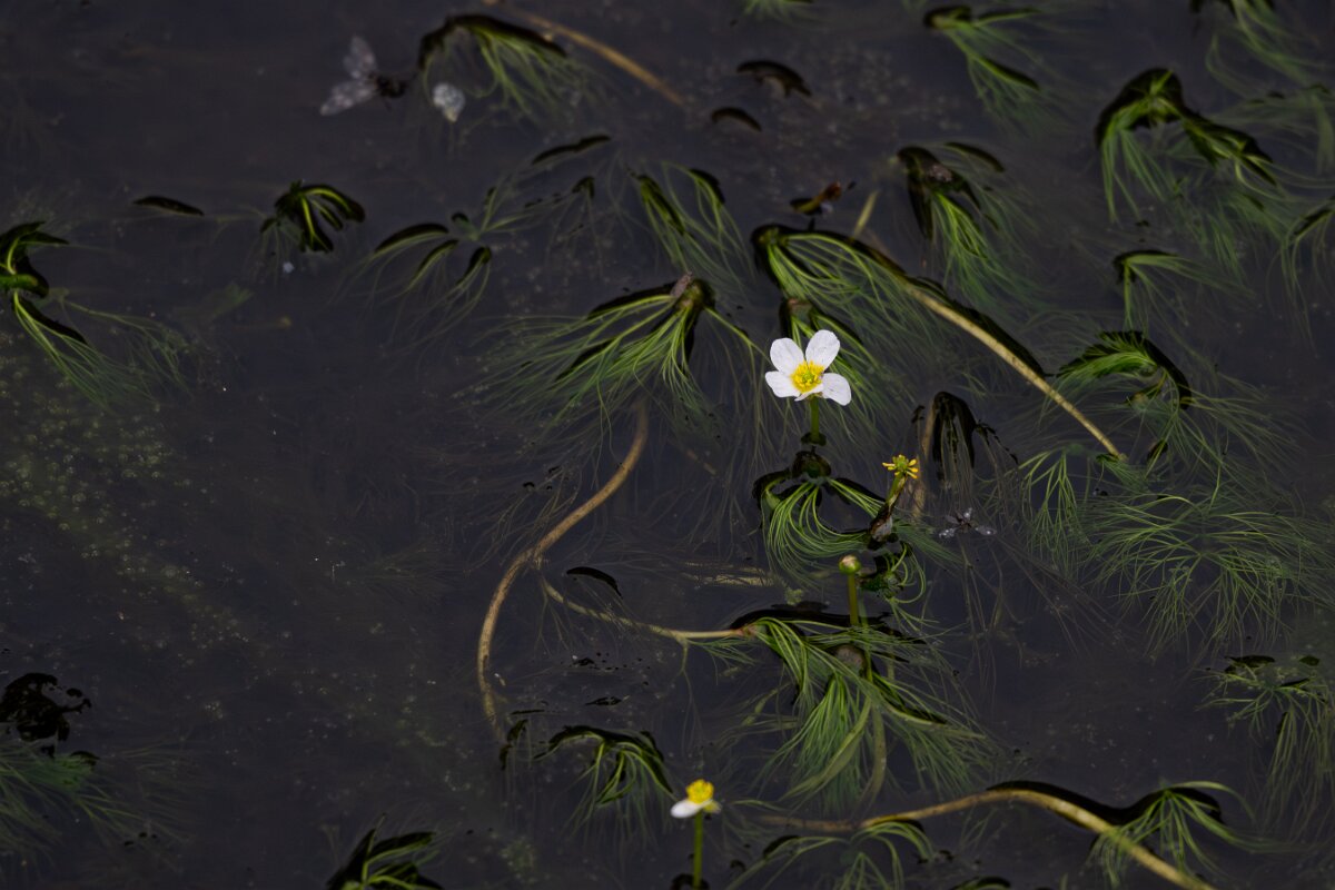 DPPhotography - Andalucia - Pond water-crowfoot, Ranunculus peltatus - C.jpg - Pond water-crowfoot, Ranunculus peltatus - Sierra de Andújar