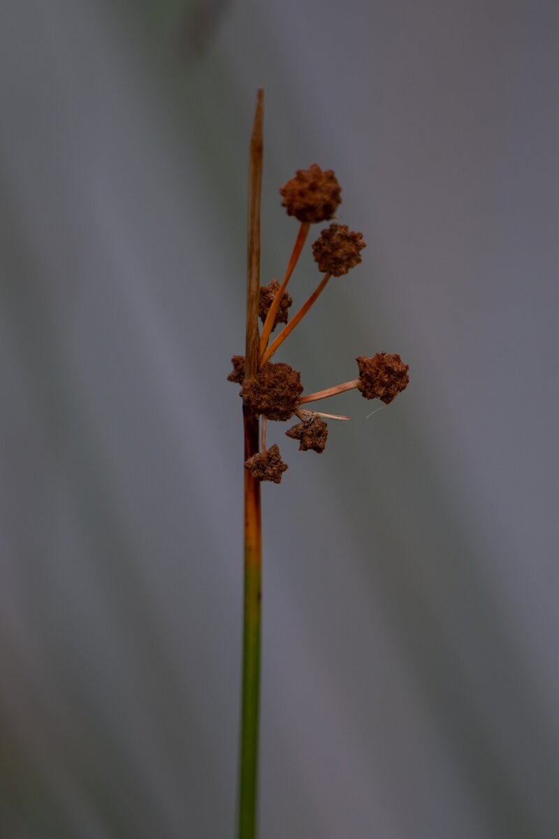 DPPhotography - Andalucia - Round-headed club-rush - C.jpg - Round-headed club-rush, Scirpoides holoschoenus - Sierra de Andújar
